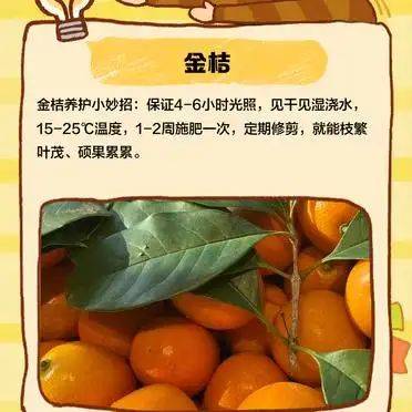 湖南适合种植什么水果