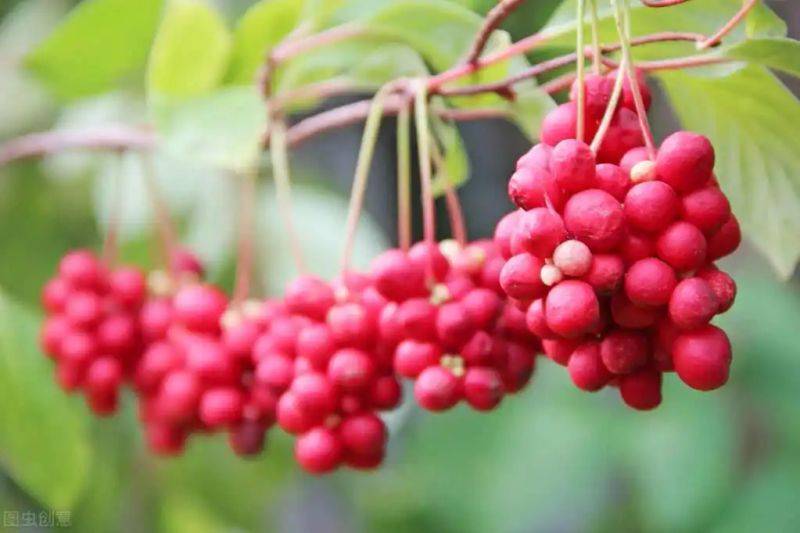 五味子种植技术视频