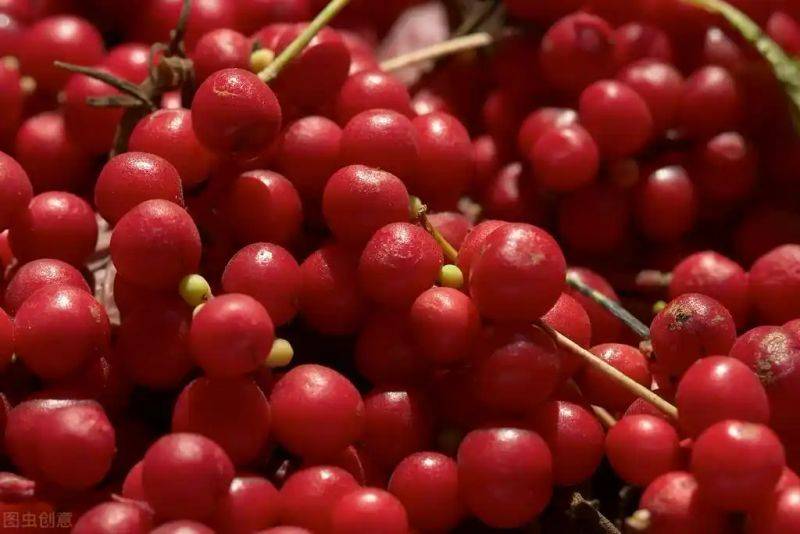 五味子种植技术视频