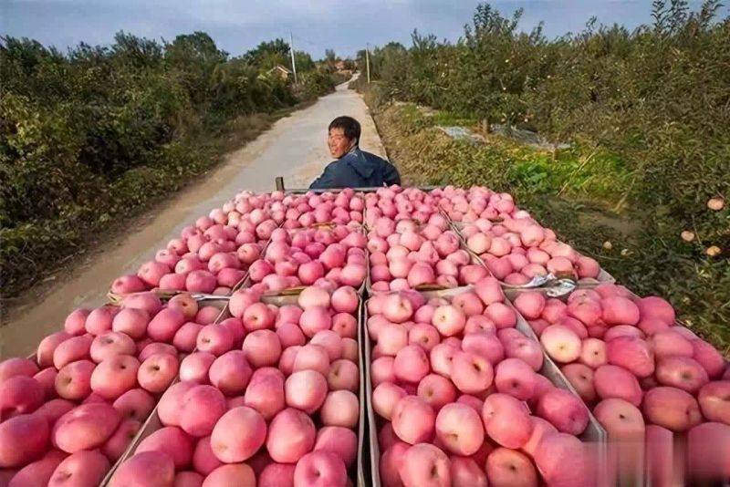 苹果树种植方法及过程