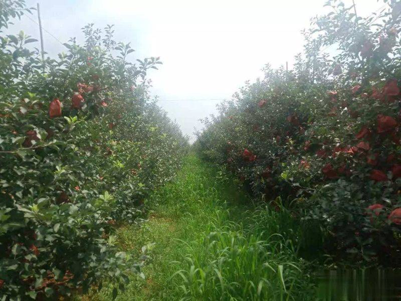 苹果树种植方法及过程