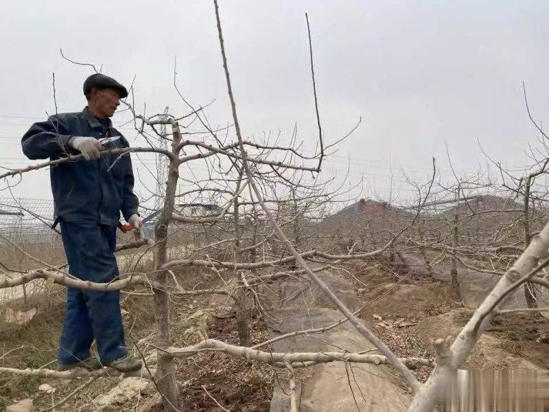 苹果树种植方法及过程