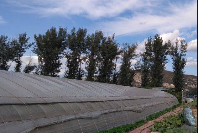 西瓜苗种植技术