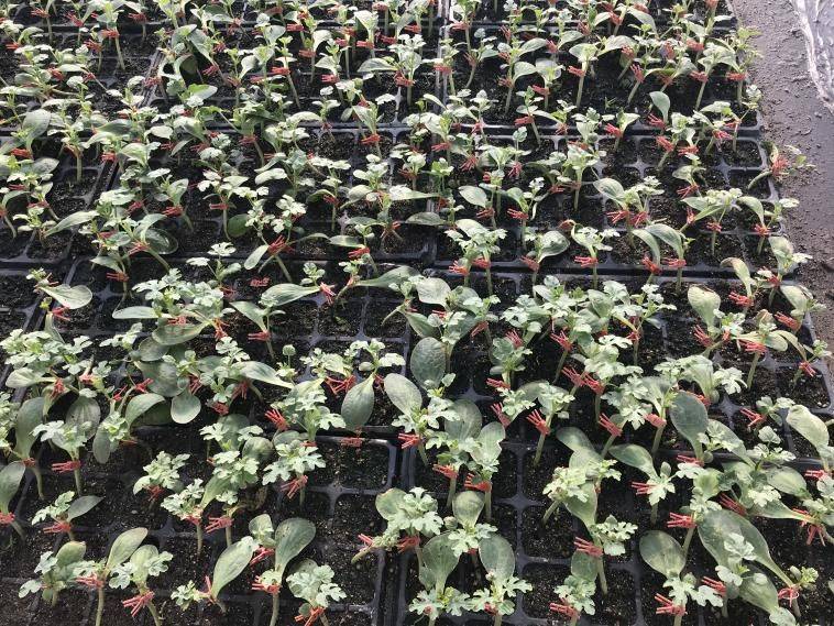 西瓜苗种植技术