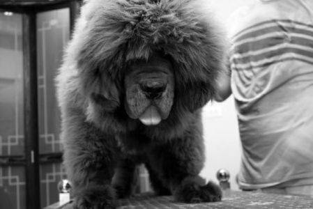 藏獒串多少钱一只