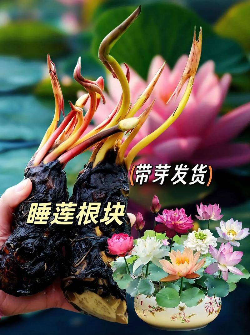 睡莲种植方法视频