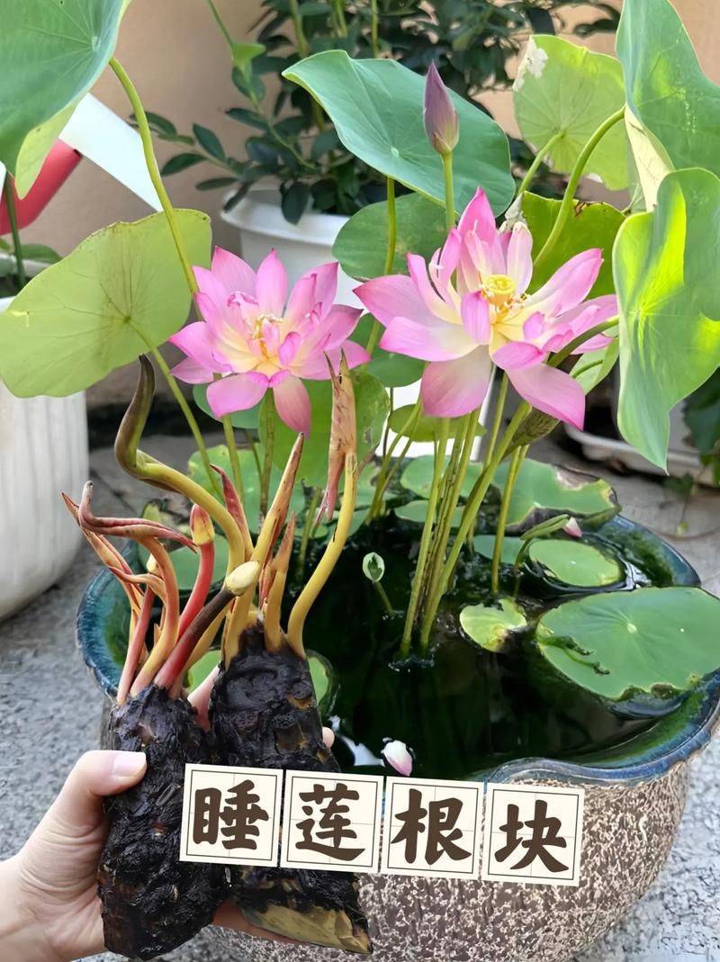 睡莲种植方法视频