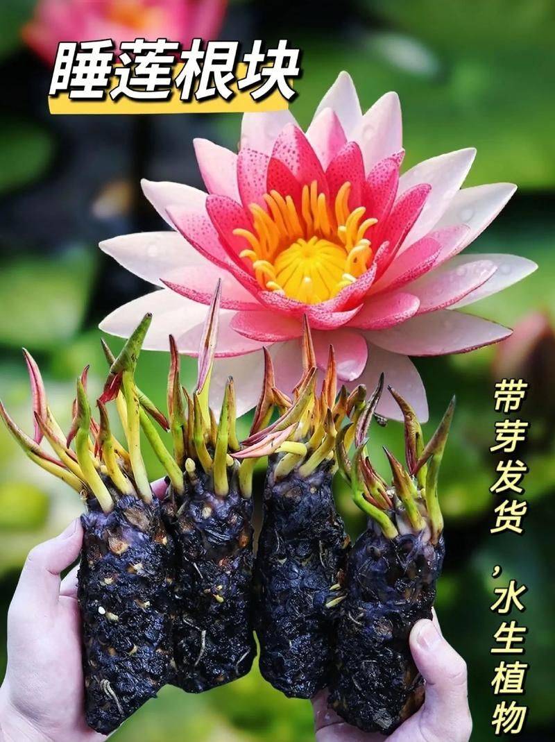 睡莲种植方法视频