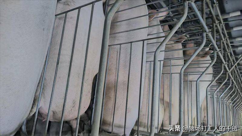 哺乳母猪断奶方法