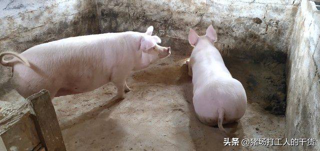 哺乳母猪断奶方法