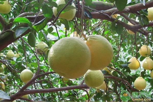 湖南适合种植什么水果