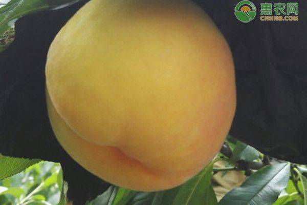 湖南适合种植什么水果