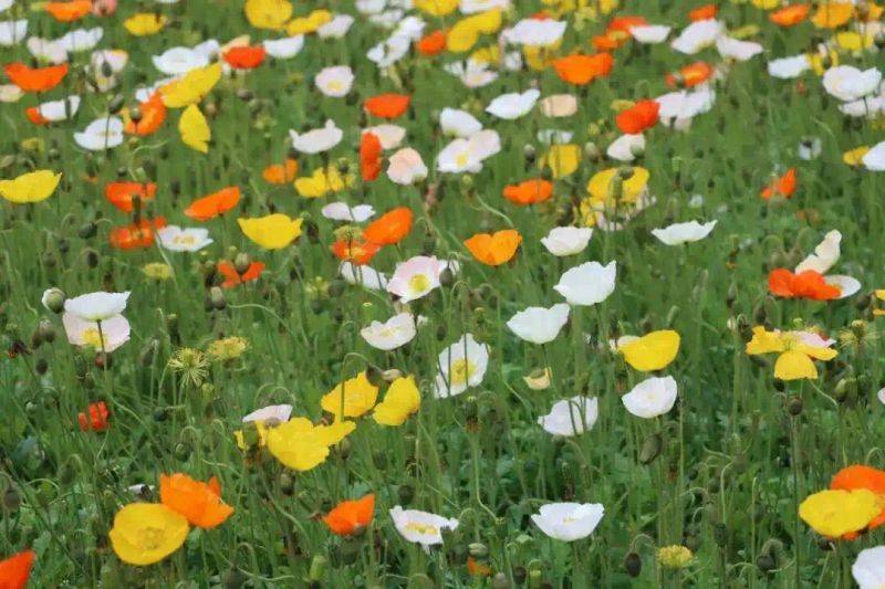 成都极地海洋世界票价