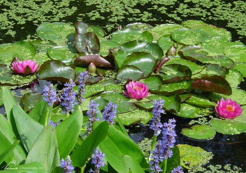 睡莲花的种植方法