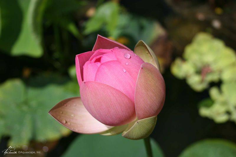 睡莲花的种植方法