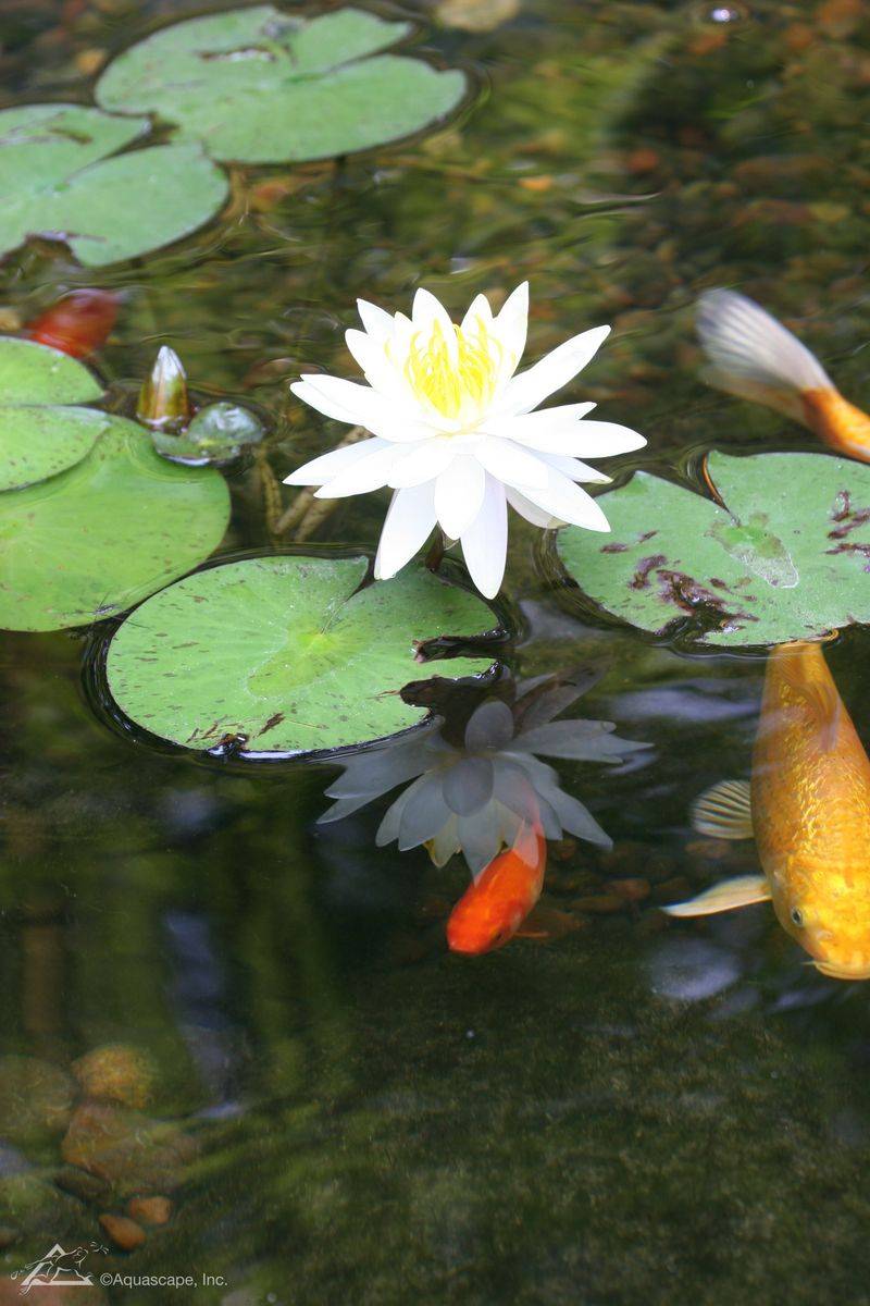 睡莲花的种植方法