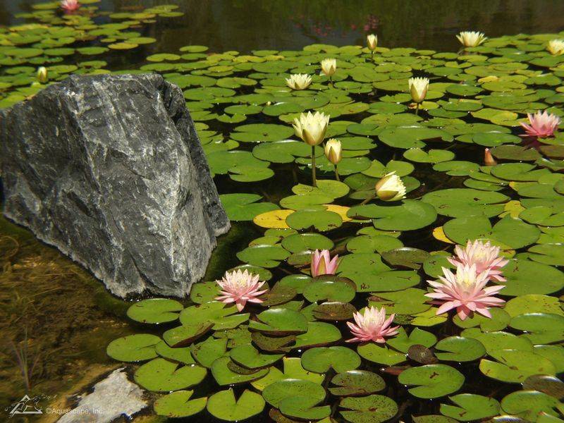 睡莲花的种植方法