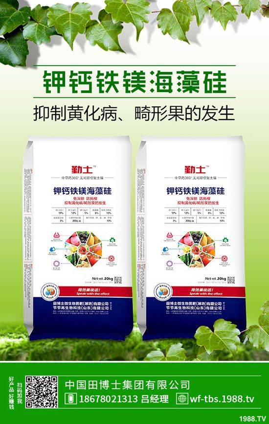 秋冬大棚黄瓜种植技术