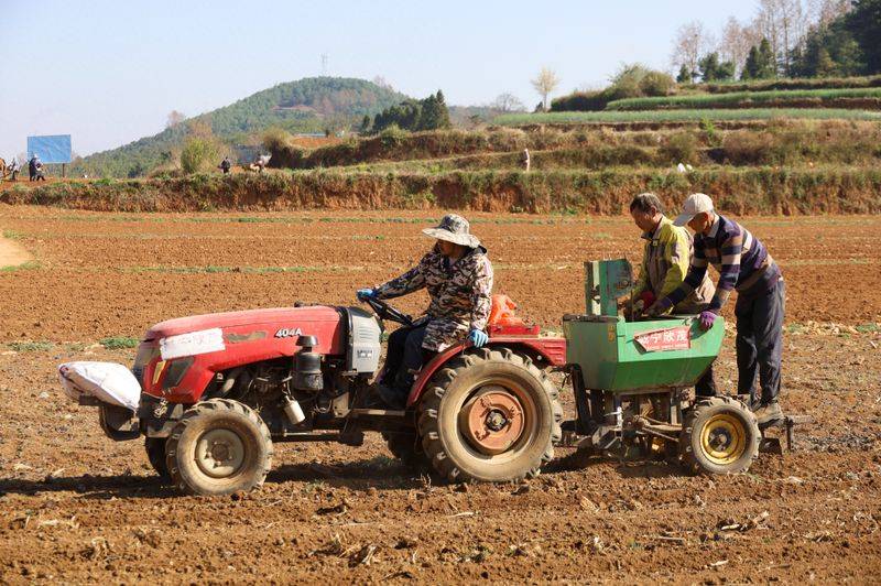 Potato double-crotch cultivation technology