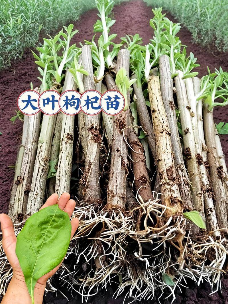 枸杞苗木种植技术