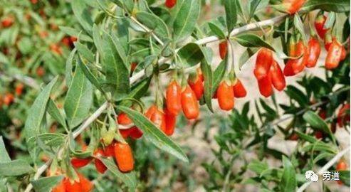 枸杞苗木种植技术