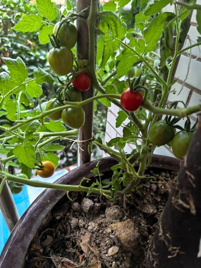 The way the balcony tomato is grown