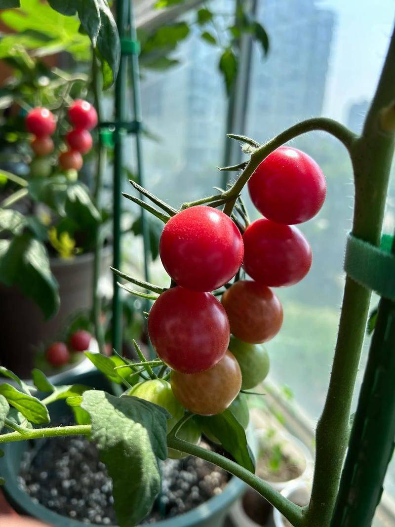 The way the balcony tomato is grown