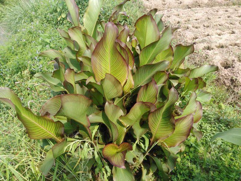 莲藕怎样种植技术