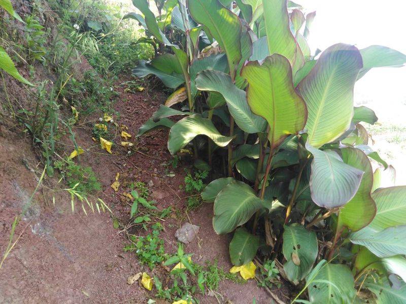 莲藕怎样种植技术