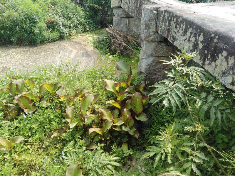 莲藕怎样种植技术