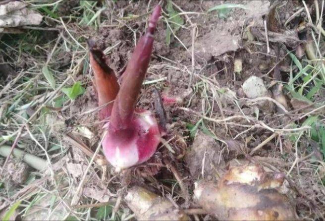 莲藕怎样种植技术