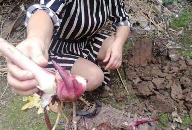 莲藕怎样种植技术