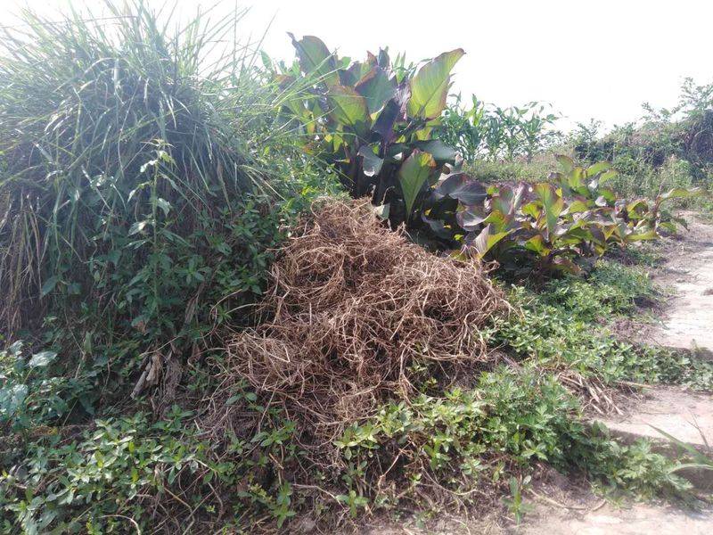 莲藕怎样种植技术