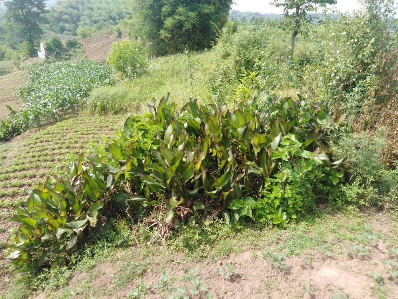 莲藕怎样种植技术