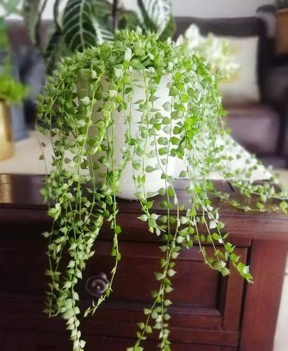 Methodologies and care for leeching