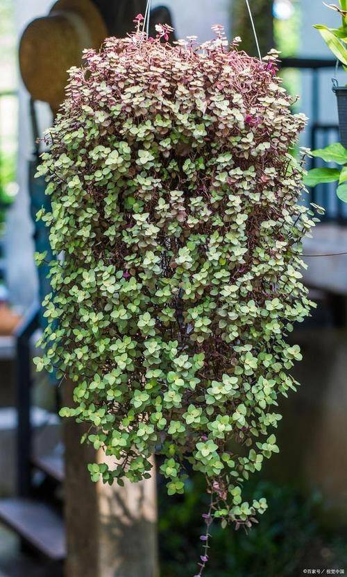 Methodologies and care for leeching