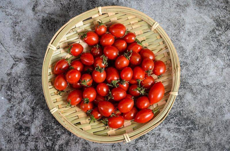 五彩番茄种植技术 中国