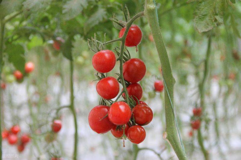 五彩番茄种植技术 中国