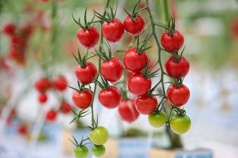 五彩番茄种植技术 中国