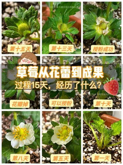 阳台草莓的种植方法