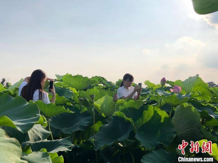 莲藕怎样种植技术