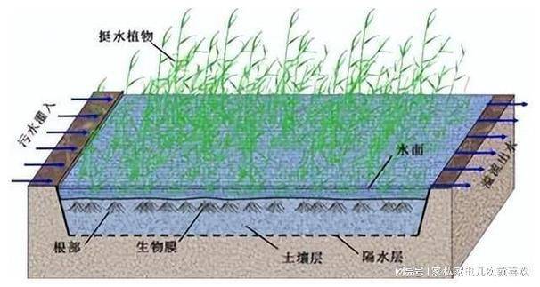 What plants can we plant in wetlands