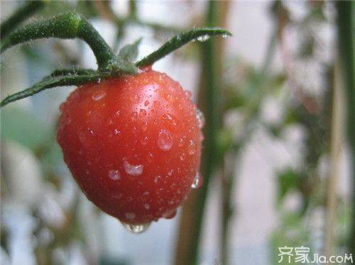 The way the balcony tomato is grown