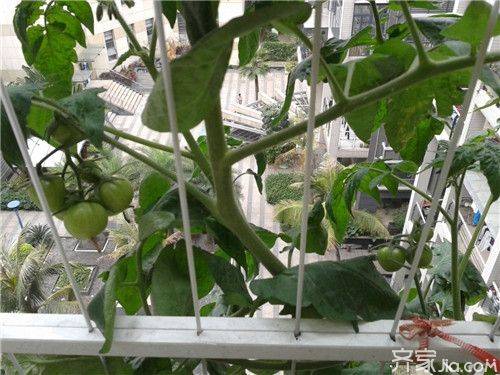 The way the balcony tomato is grown
