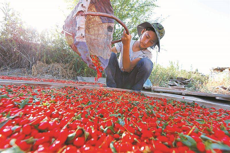 枸杞苗木种植技术