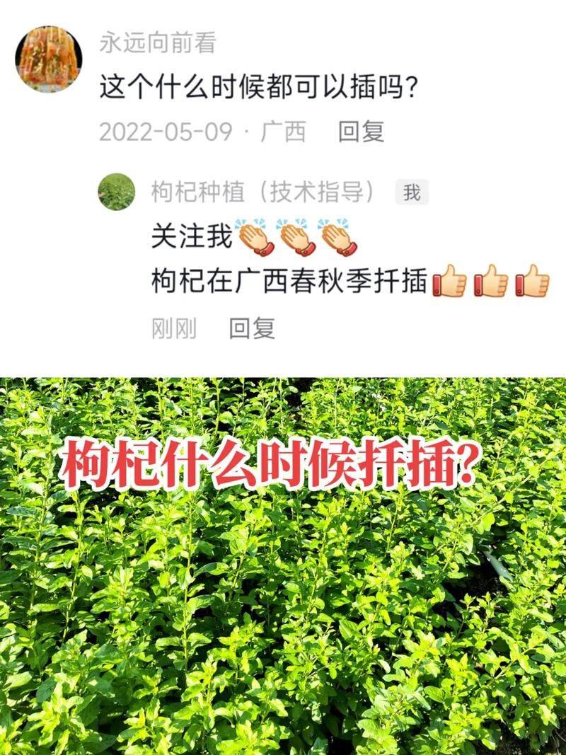 枸杞苗木种植技术