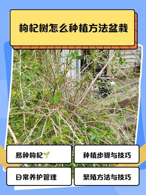 枸杞苗木种植技术