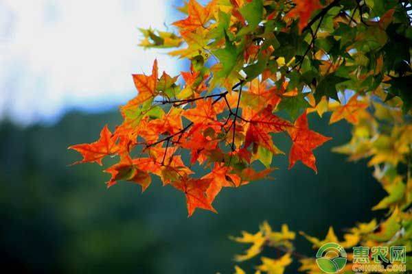 元宝枫种植方法