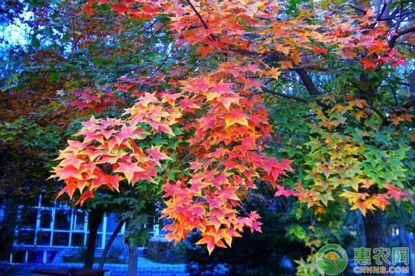 元宝枫种植方法