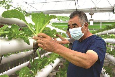 Aqueous cabbage cultivation techniques